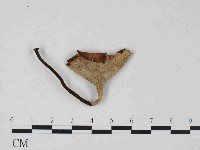 小孔菌屬藏品圖，第3張