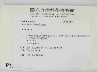 銀耳屬藏品圖，第2張