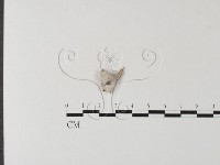 裂褶菌藏品圖，第1張