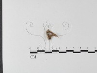 裂褶菌藏品圖，第3張
