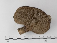 登錄號:F0023684藏品圖，第1張