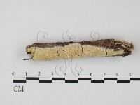 登錄號:F0023686藏品圖，第1張