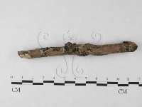 刺革菌屬藏品圖，第1張