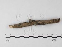 刺革菌屬藏品圖，第3張