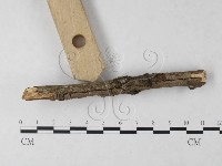 刺革菌屬藏品圖，第4張