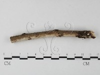 筍殼菌屬藏品圖，第1張