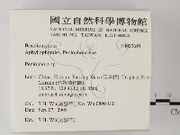 筍殼菌屬藏品圖，第2張