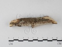 筍殼菌屬藏品圖，第3張