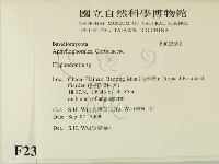 絲齒菌屬藏品圖，第2張