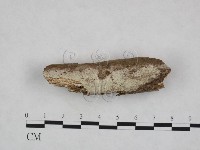 登錄號:F0023695藏品圖，第1張