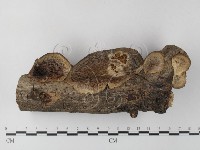 登錄號:F0023702藏品圖，第1張