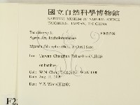 發光小菇藏品圖，第2張