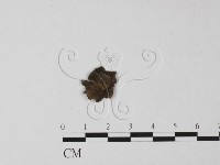 登錄號:F0023705藏品圖，第1張