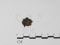 登錄號:F0023705藏品圖，第3張