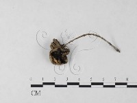 登錄號:F0023706藏品圖，第1張