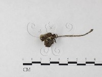 登錄號:F0023706藏品圖，第3張