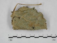 登錄號:F0023708藏品圖，第1張