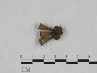 登錄號:F0023710藏品圖，第1張