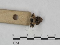 登錄號:F0023710藏品圖，第3張