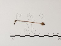 小菇屬藏品圖，第3張