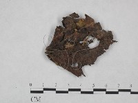 登錄號:F0023714藏品圖，第1張
