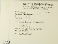 小菇屬藏品圖，第2張