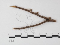 小菇屬藏品圖，第3張