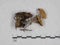 登錄號:F0023718藏品圖，第1張