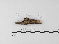 登錄號:F0023719藏品圖，第1張