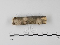 筍殼菌屬藏品圖，第1張