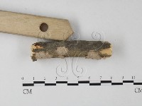 筍殼菌屬藏品圖，第3張