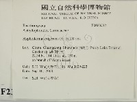 剛毛絲皮菌藏品圖，第2張