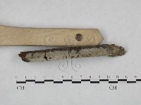 剛毛絲皮菌藏品圖，第1張