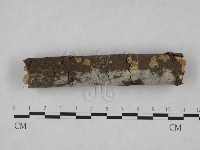 冇骨消絲齒菌藏品圖，第3張