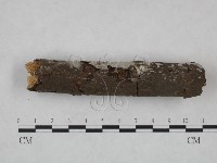 冇骨消絲齒菌藏品圖，第4張