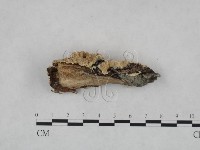 登錄號:F0023737藏品圖，第3張