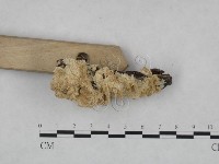 登錄號:F0023737藏品圖，第4張
