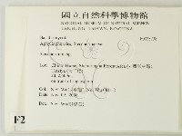 齒耳菌屬藏品圖，第2張