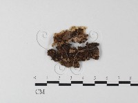 齒耳菌屬藏品圖，第1張