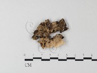 齒耳菌屬藏品圖，第3張