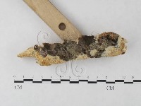 絲齒菌屬藏品圖，第3張