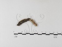 登錄號:F0023742藏品圖，第1張