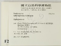 絲齒菌屬藏品圖，第2張