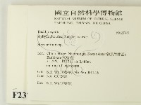 齒耳菌屬藏品圖，第2張