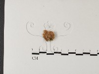 齒耳菌屬藏品圖，第1張