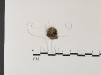 齒耳菌屬藏品圖，第3張