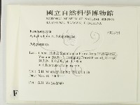 多孔菌屬藏品圖，第2張