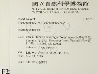 刺革菌屬藏品圖，第2張