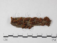 刺革菌屬藏品圖，第1張