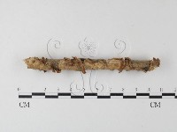 登錄號:F0023753藏品圖，第1張